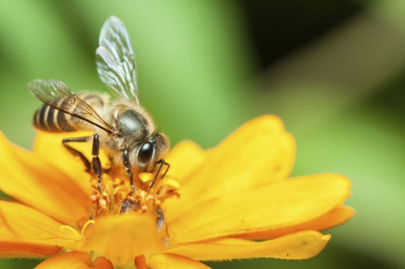 10 самых странных экспериментов с насекомыми