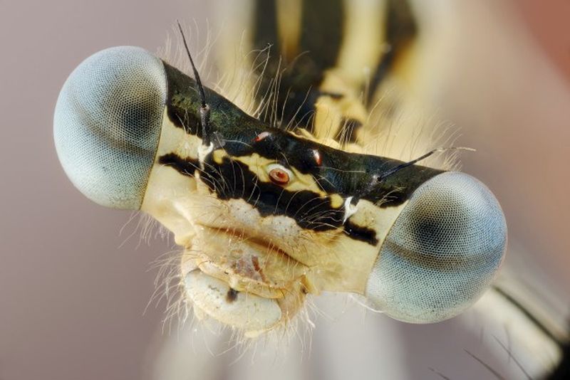 10 самых странных экспериментов с насекомыми