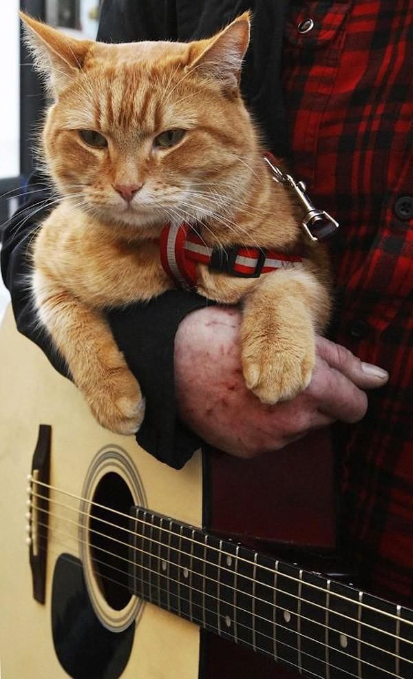 Рыжий кот Боб, который прославился на весь мир