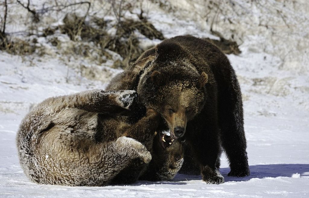 Из жизни животных: Медвежья борьба