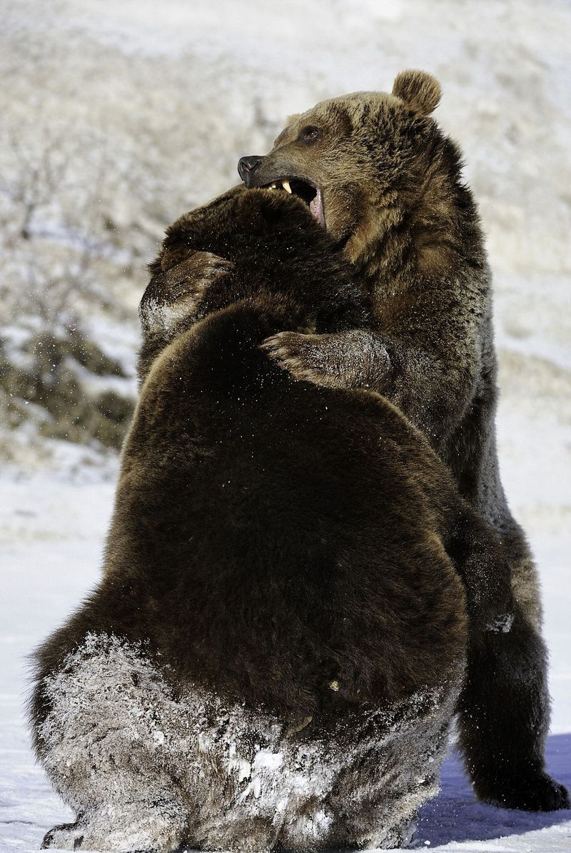 Из жизни животных: Медвежья борьба