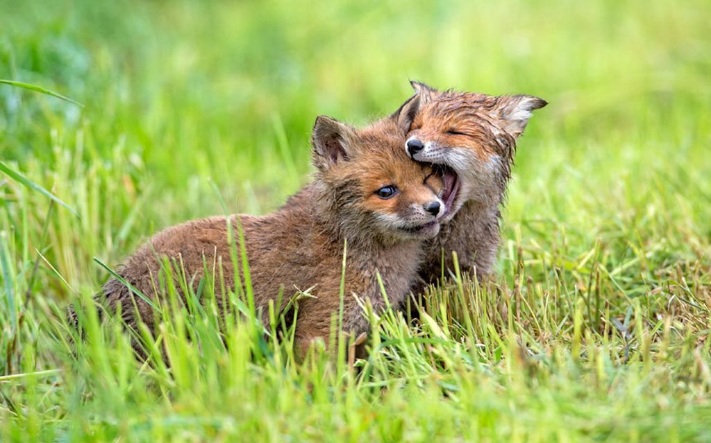 The fox and two babies. Животный мир Германии. Природа в Германии животные. Лисенок. Животный мир Чехии.