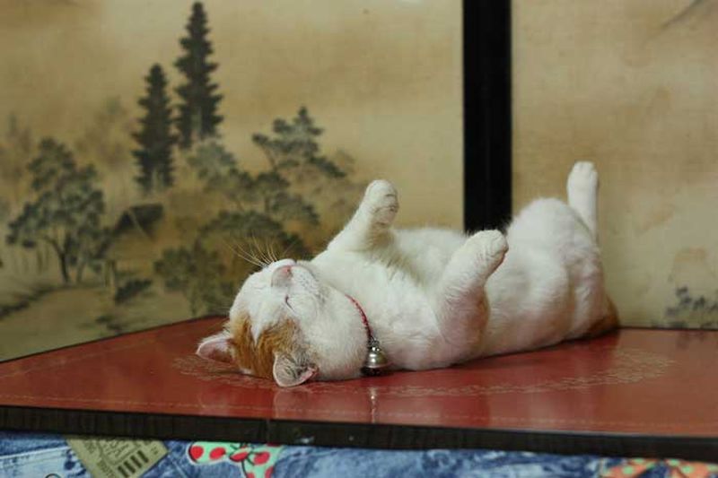 Кот Shiro Neko - само спокойствие