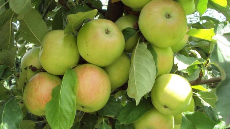 Интересные факты о яблоках