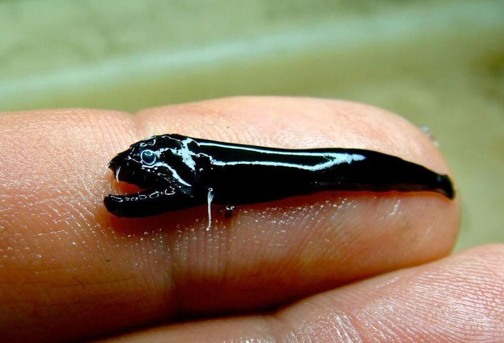  Бесчешуйная черная рыбка – маленькая «экстремалка» ©CSIRO