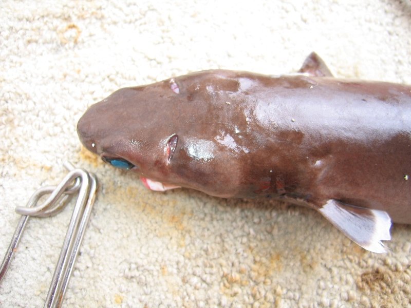 Бразильская светящаяся акула (лат. Isistius brasiliensis)