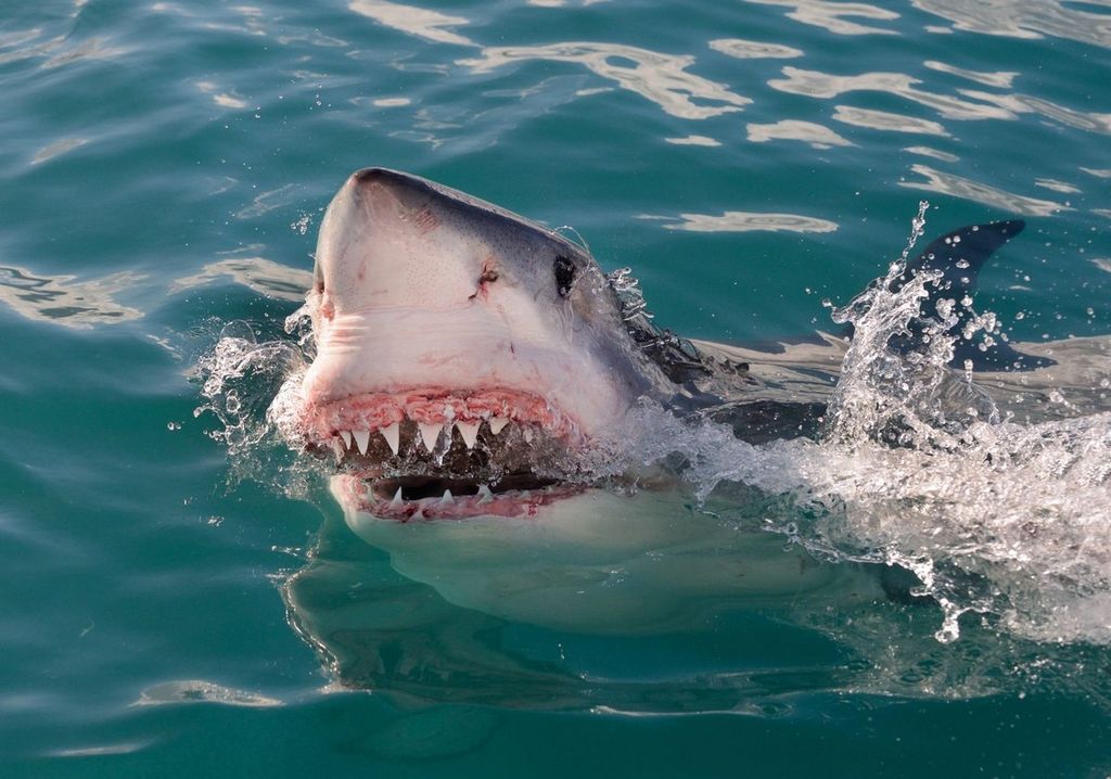 охота акул на человека
