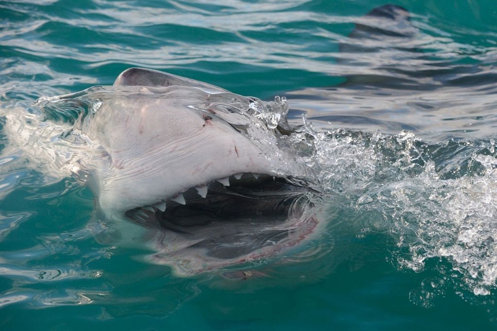Большая охота белой акулы