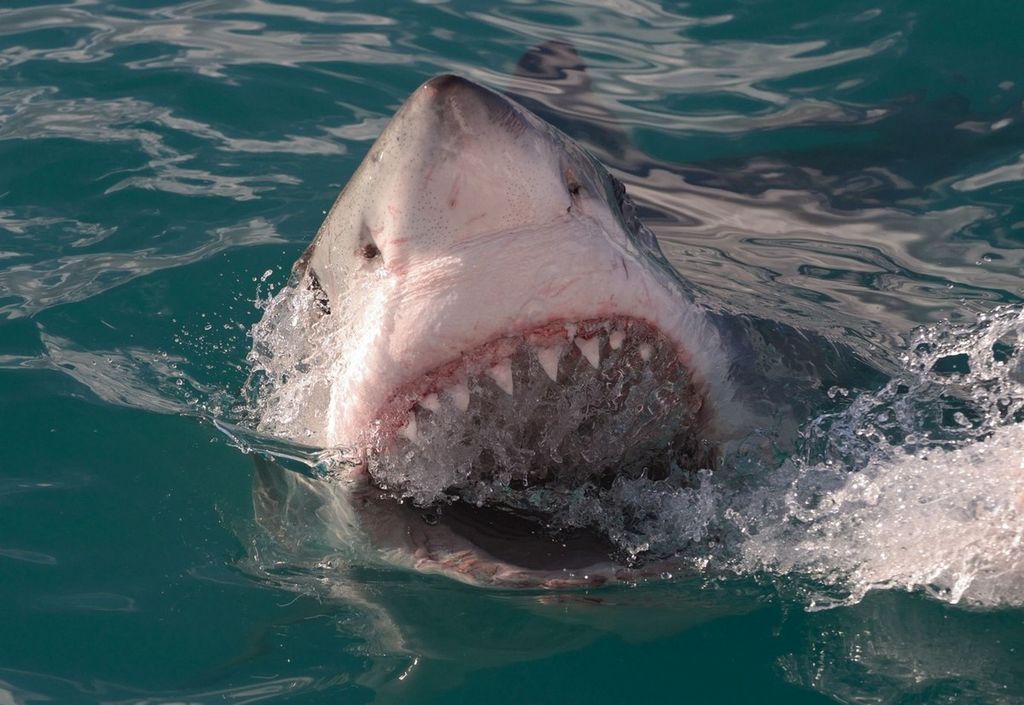 охота на больших белых акул