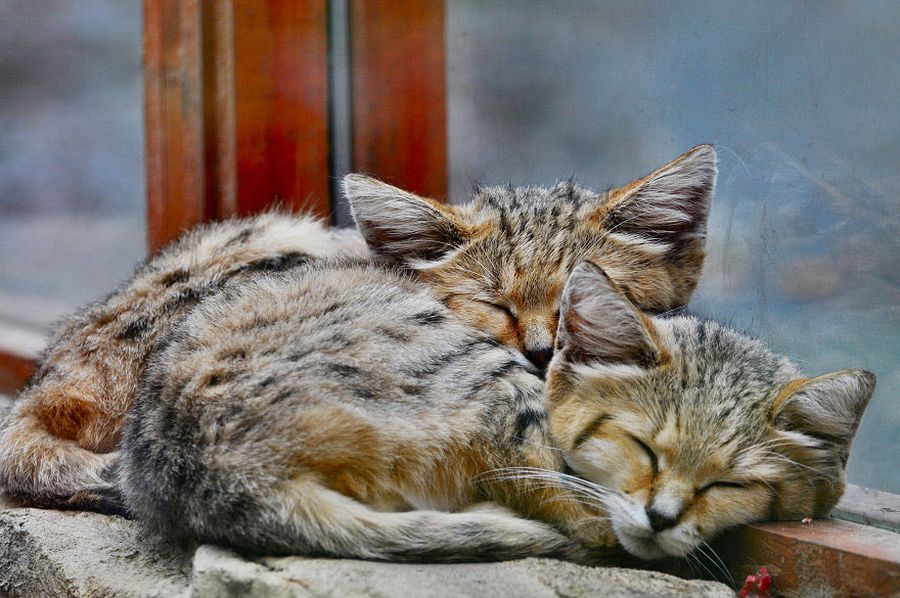 Барханная кошка –  маленькое чудо, кошка-котенок