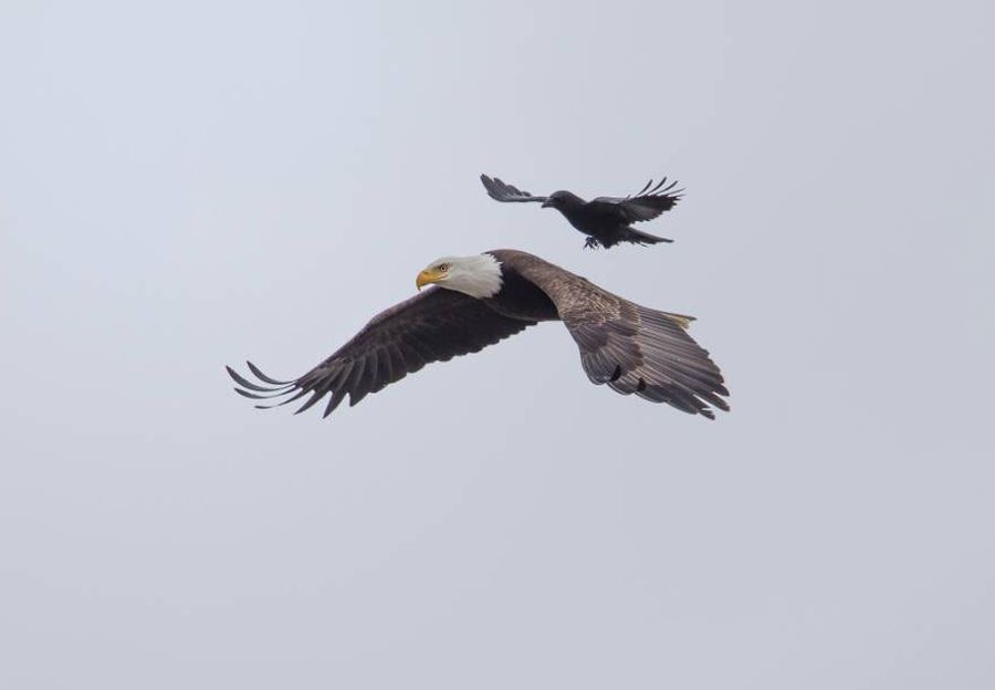 Пернатый джигит: ворона оседлала летящего белоголового орлана