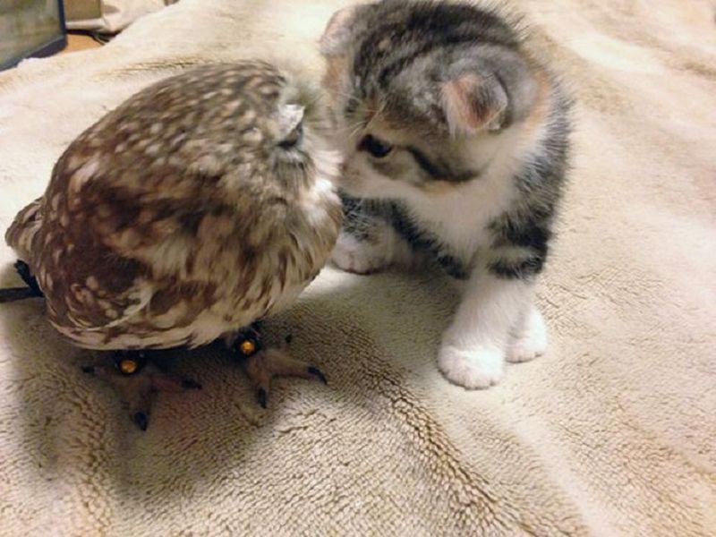 Совенок Фуку и котенок Маримо - неразлучные друзья
