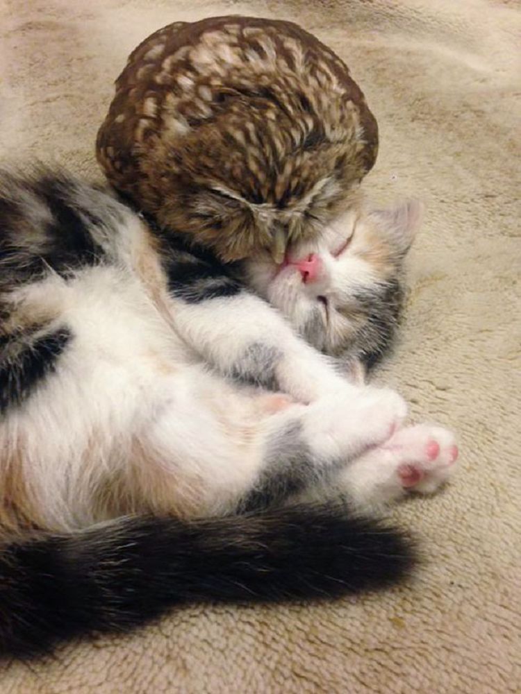 Совенок Фуку и котенок Маримо - неразлучные друзья