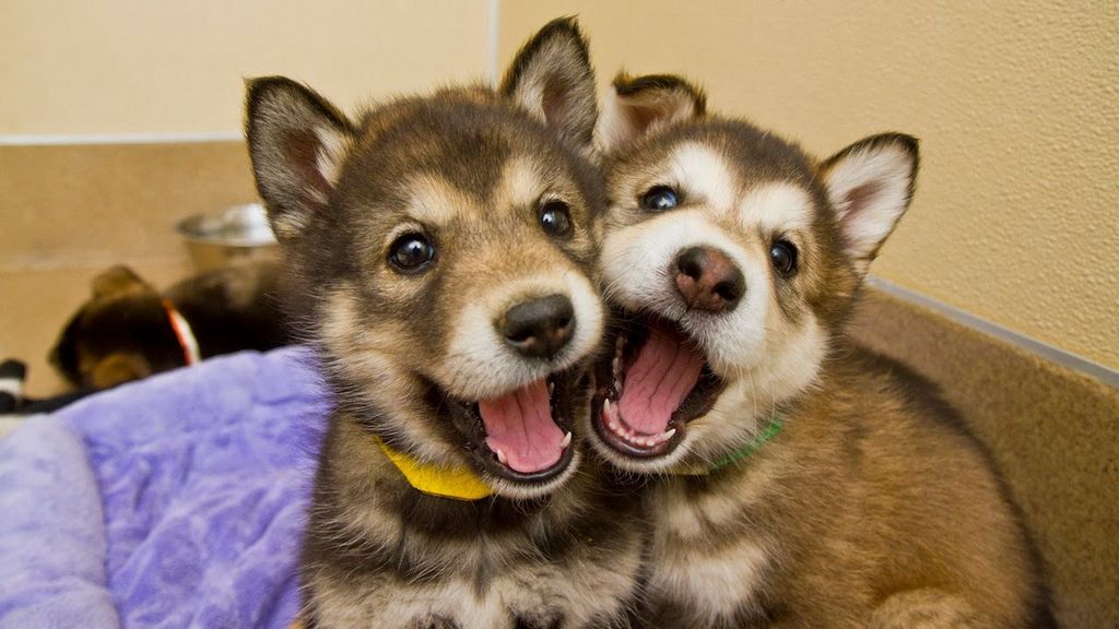 Смешные и забавные собаки
