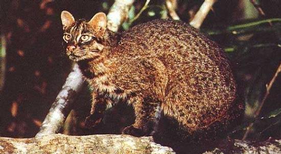 Ириомотейская, или японская дикая кошка (лат. Prionailurus bengalensis iriomotensis)
