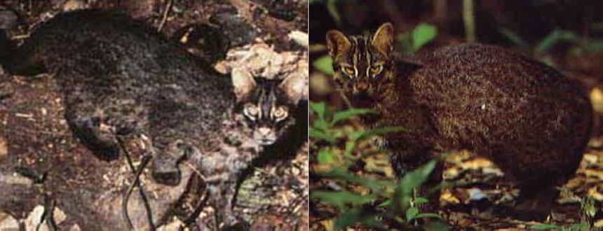Ириомотейская, или японская дикая кошка (лат. Prionailurus bengalensis iriomotensis)