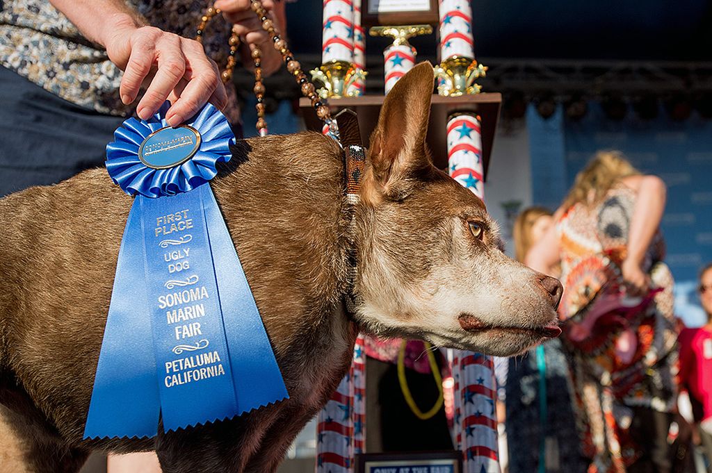 Самая уродливая в мире собака выиграла полторы тысячи долларов