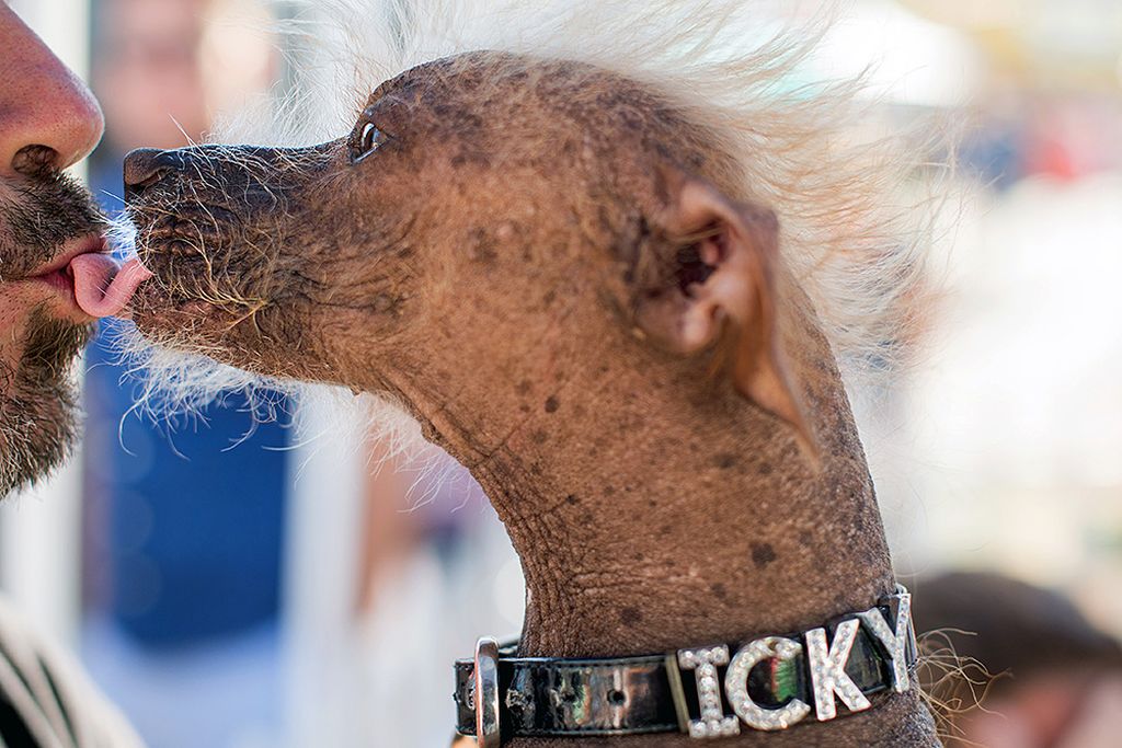 Самая уродливая в мире собака выиграла полторы тысячи долларов