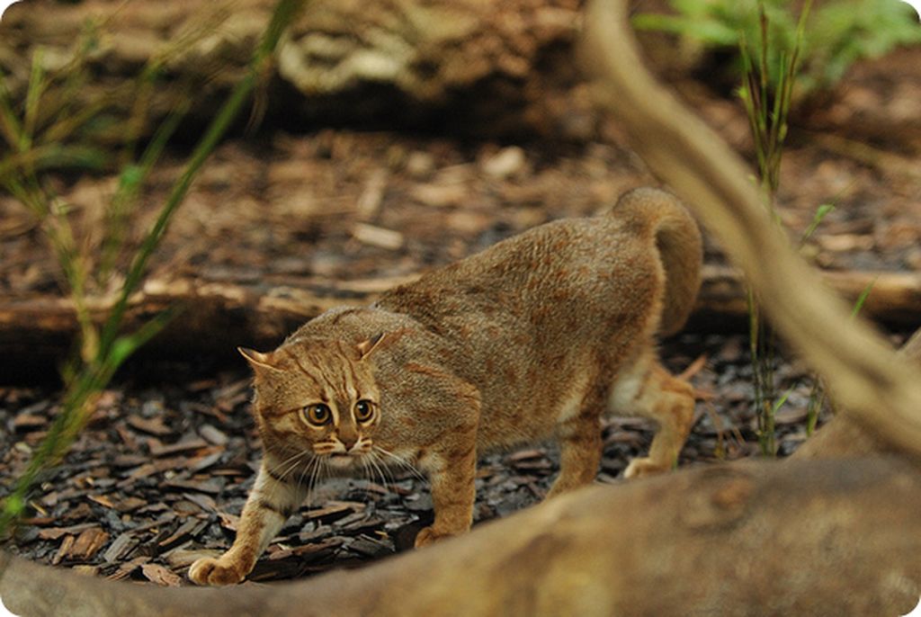 Пятнисто-рыжая кошка (лат. Prionailurus rubiginosus)