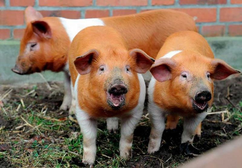 Датские протестные свиньи (дат. Husum protestsvin)