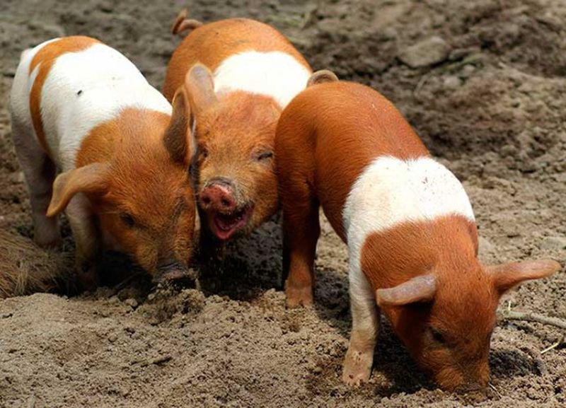 Датские протестные свиньи (дат. Husum protestsvin)