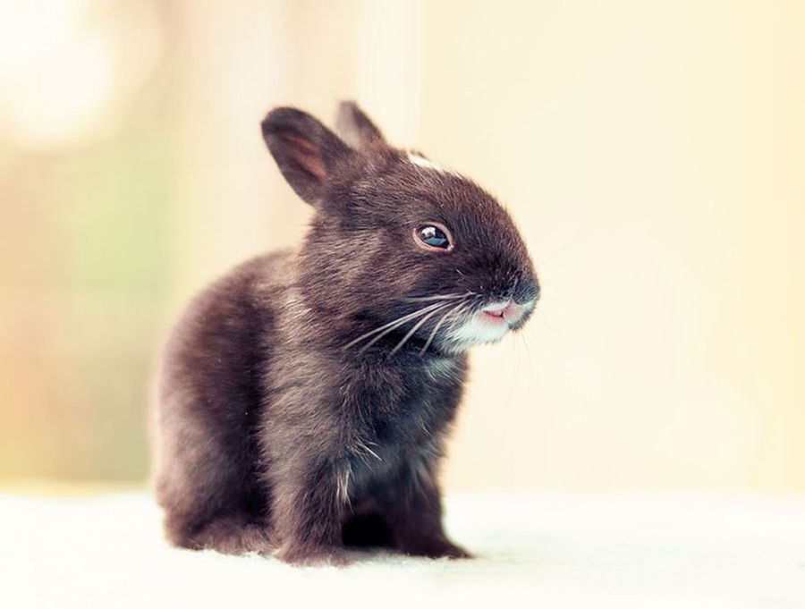 Первые 30 дней из жизни крольчонка