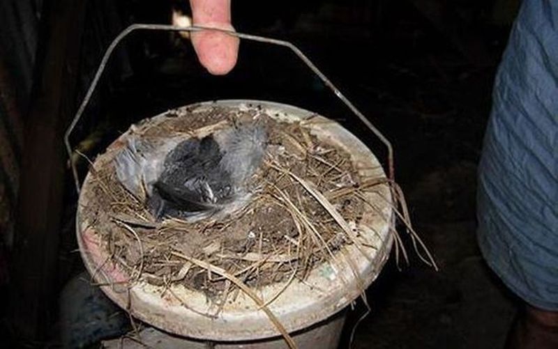 Неожиданные места, где были обнаружены гнезда птиц