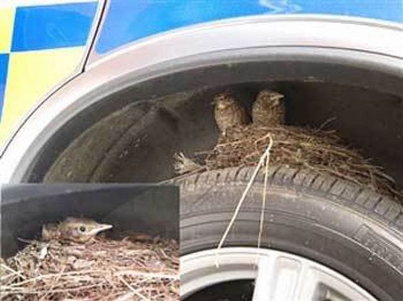 Неожиданные места, где были обнаружены гнезда птиц