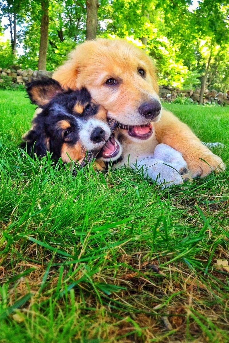 Смешные и забавные собаки