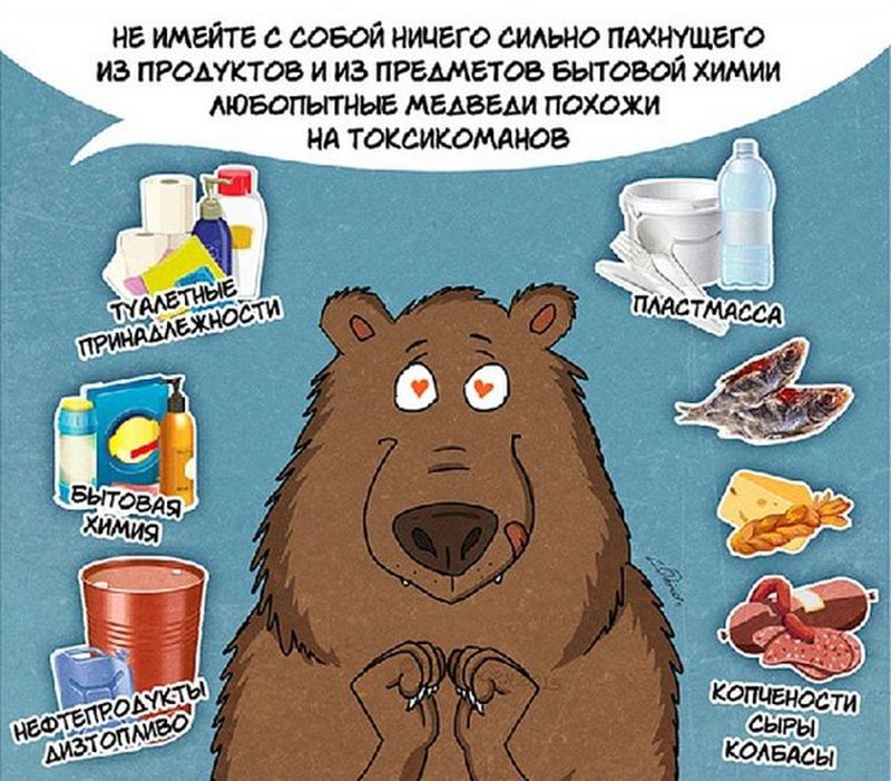 10 правил поведения при встрече с медведем