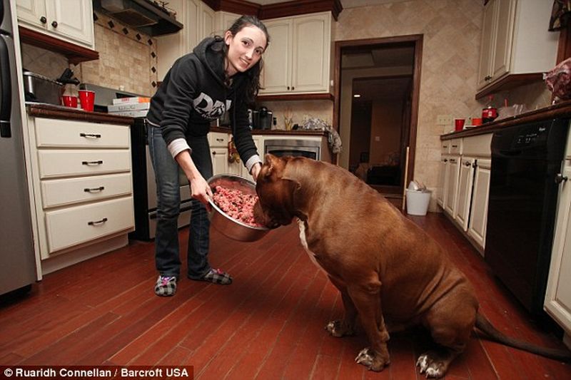 Питбуль-гигант весит, как взрослый человек, и съедает два килограмма мяса в день