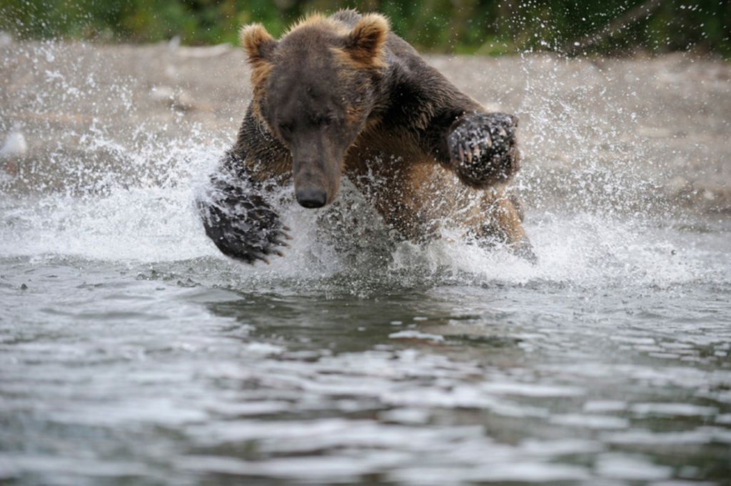 Как бурый медведь охотится на лосося