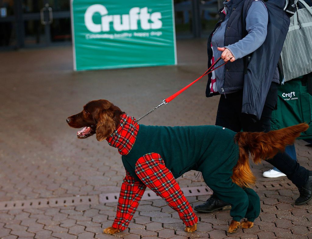 Выставка собак Crufts Dog Show 2015