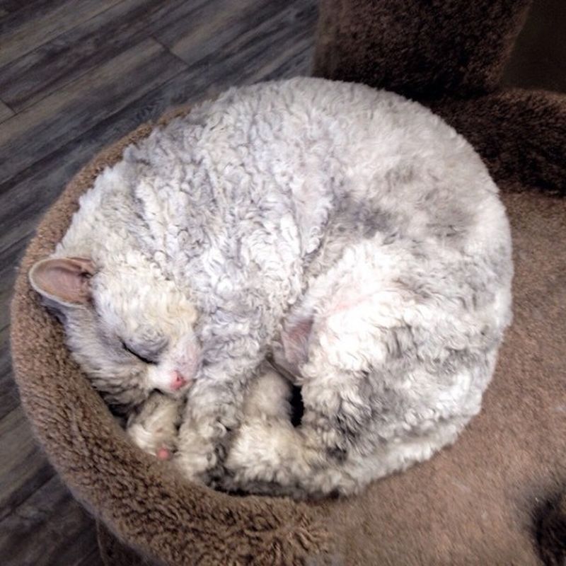 Овце-кот с синдромом стервозного лица