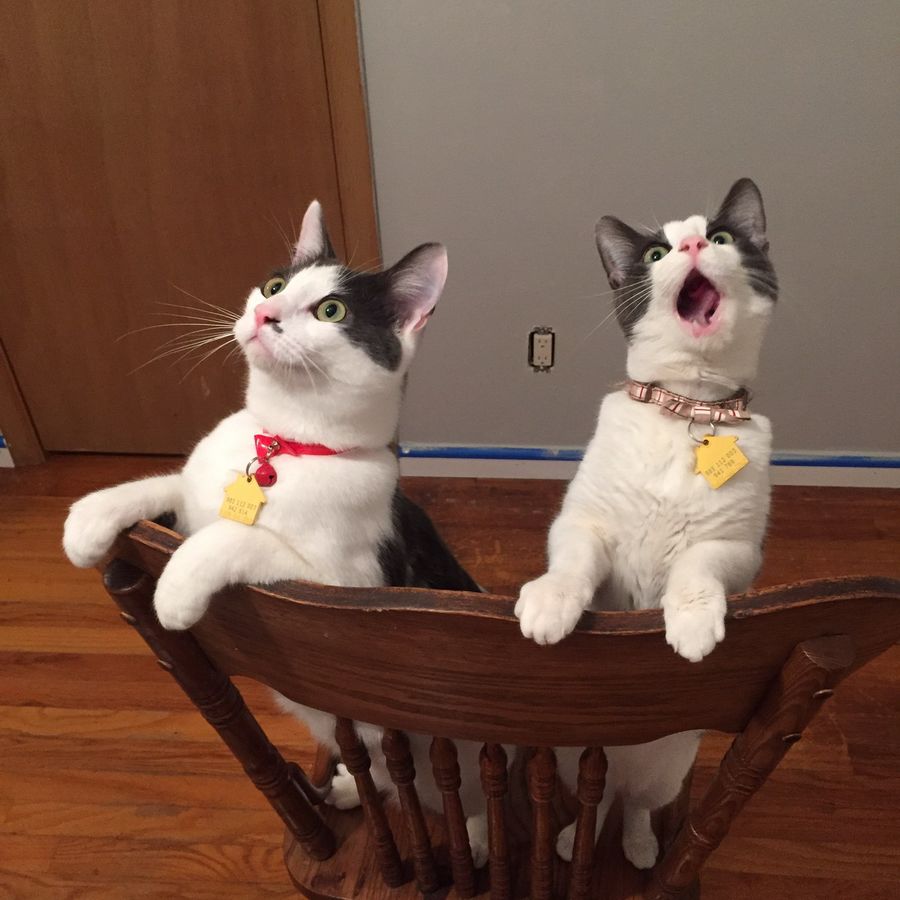 Смешные и забавные кошки