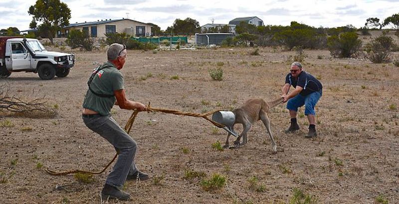 Два австралийца спасли застрявшего кенгуру