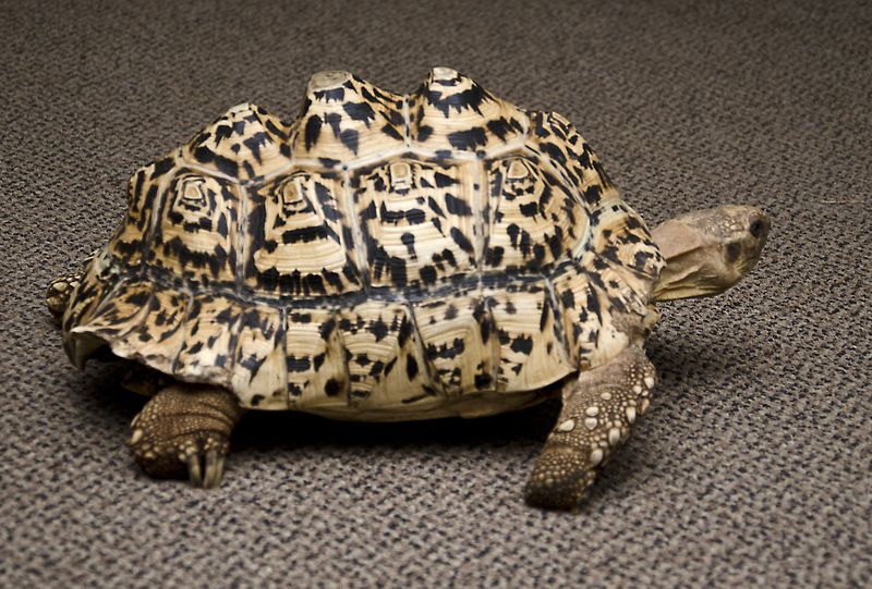 Черепахе напечатали на 3D-принтере новый панцирь