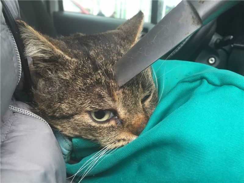В Крыму ветеринары спасли кота, которого ударили ножом в голову