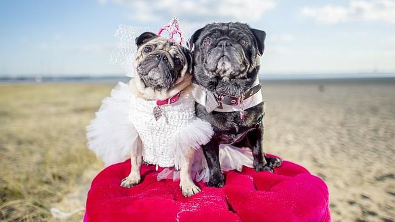 Картинки по запросу Невесты с собаками