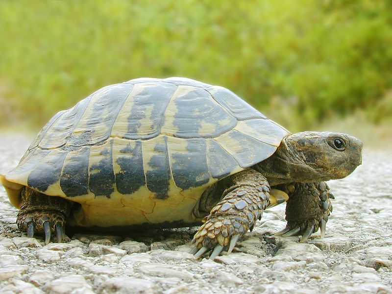 Интересные факты о черепахах