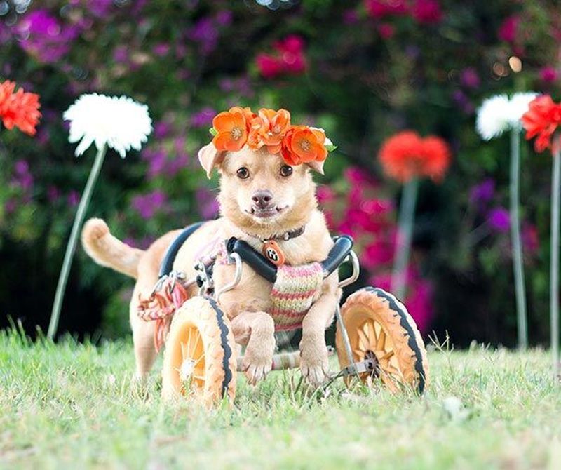 Собаку-инвалида спасли от эвтаназии