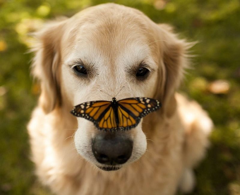 Романтичные фотографии животных с бабочками на носу