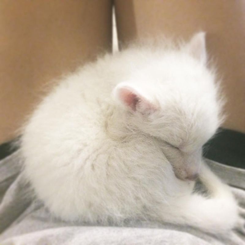 Белая лисичка Райлай - звезда Instagram