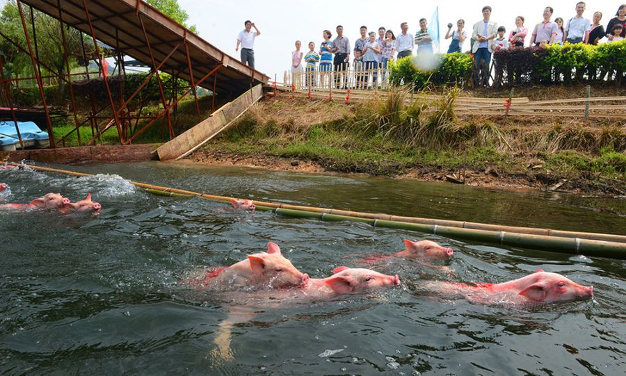 В Китае прошел заплыв свинок