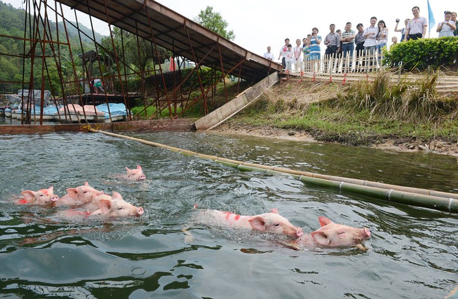 В Китае прошел заплыв свинок