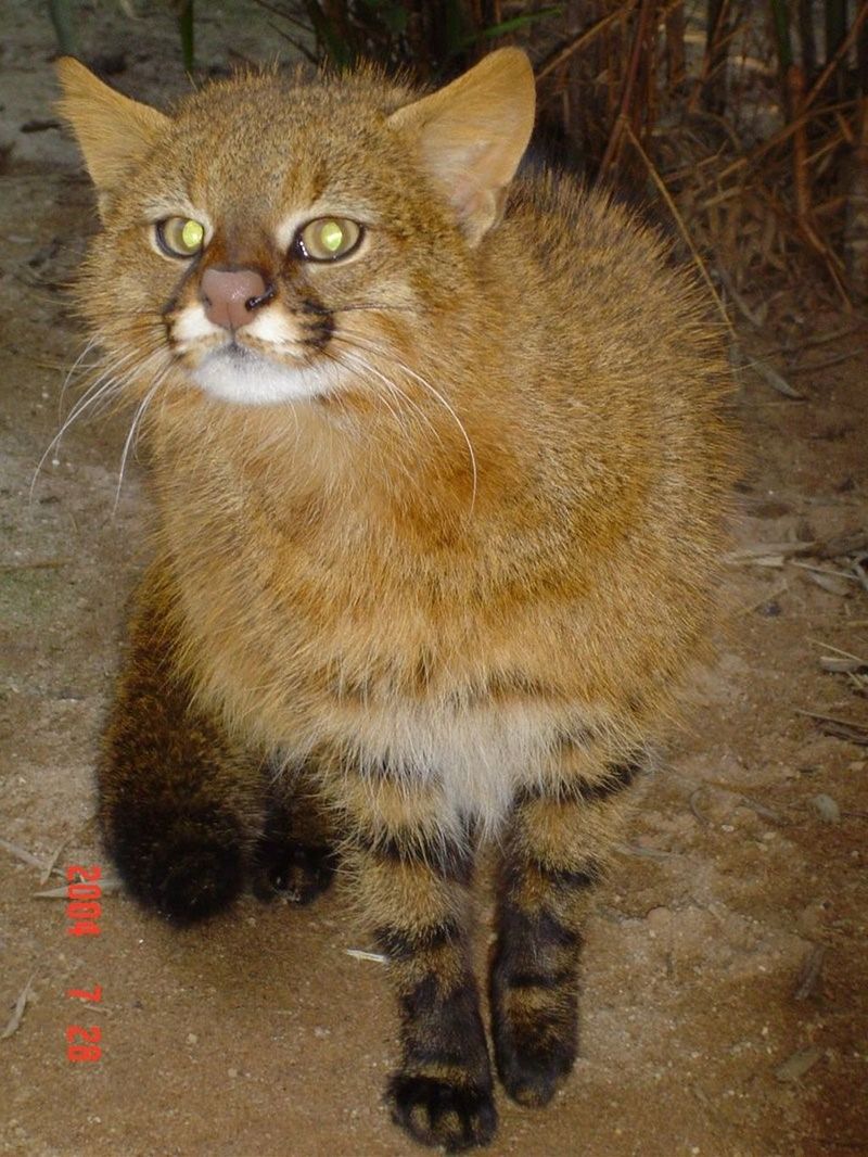 Пампасская кошка (лат. Leopardus colocolo)