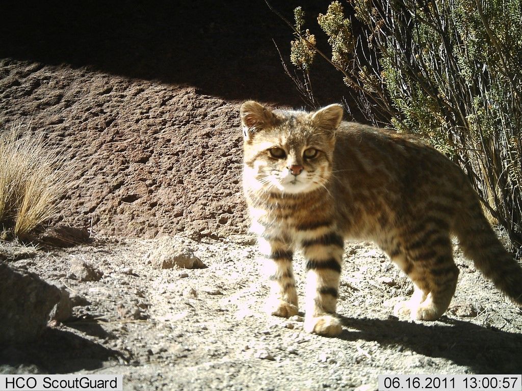 Пампасская кошка (лат. Leopardus colocolo)