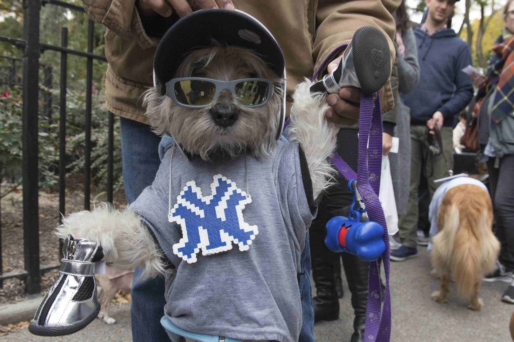 В Нью-Йорке прошел необычных парад собак
