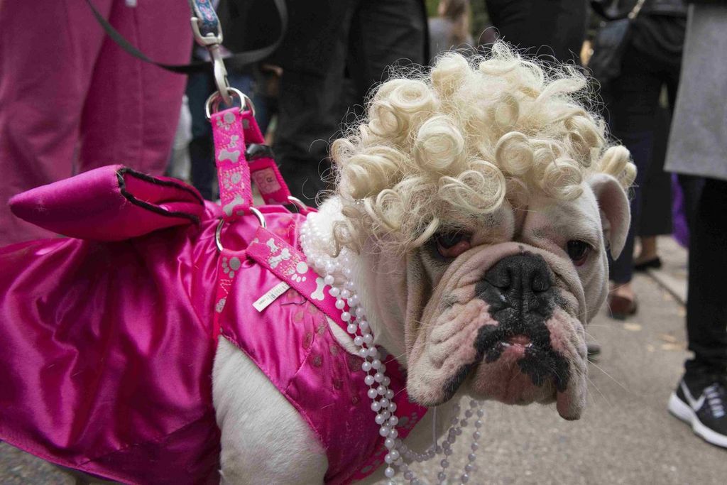В Нью-Йорке прошел необычных парад собак
