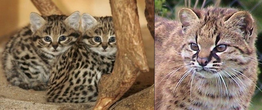 Чилийская кошка, или кодкод (лат. Leopardus guigna)